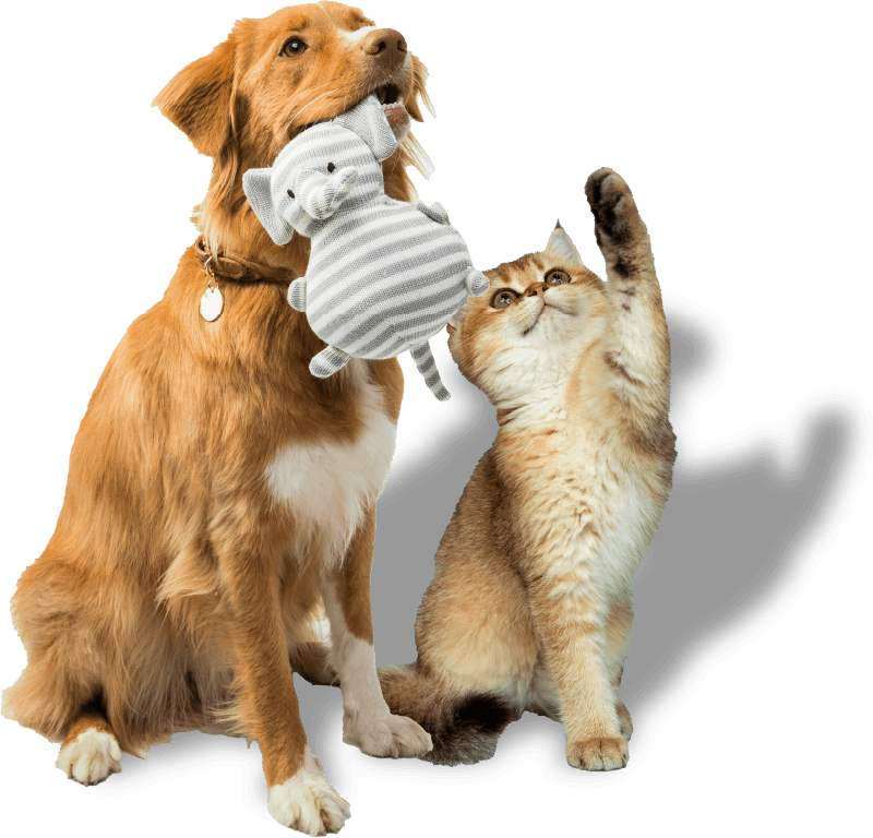 Pet Medications banner